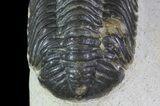 Bargain, Austerops Trilobite - Morocco #66351-5
